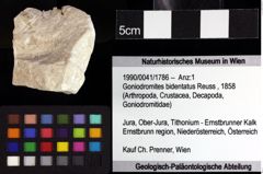 Foto (Objket + Etiketten) von Brachyura indet. 